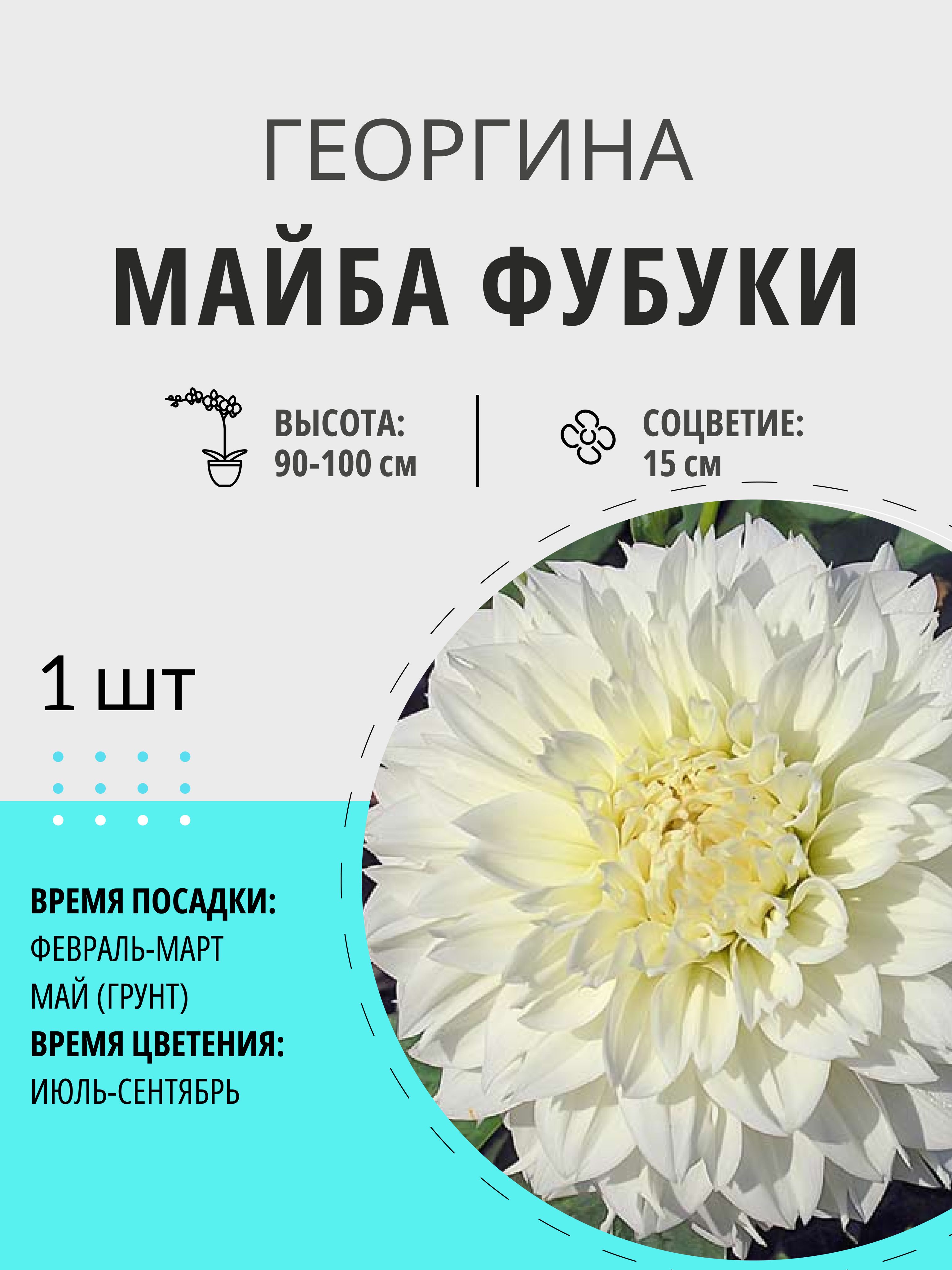 Георгин майами фубуки