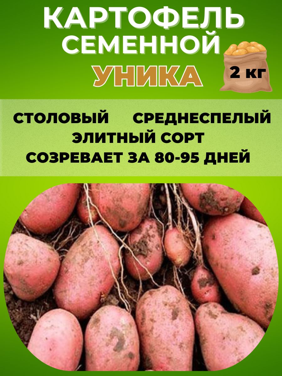 Картофель Уника Купить