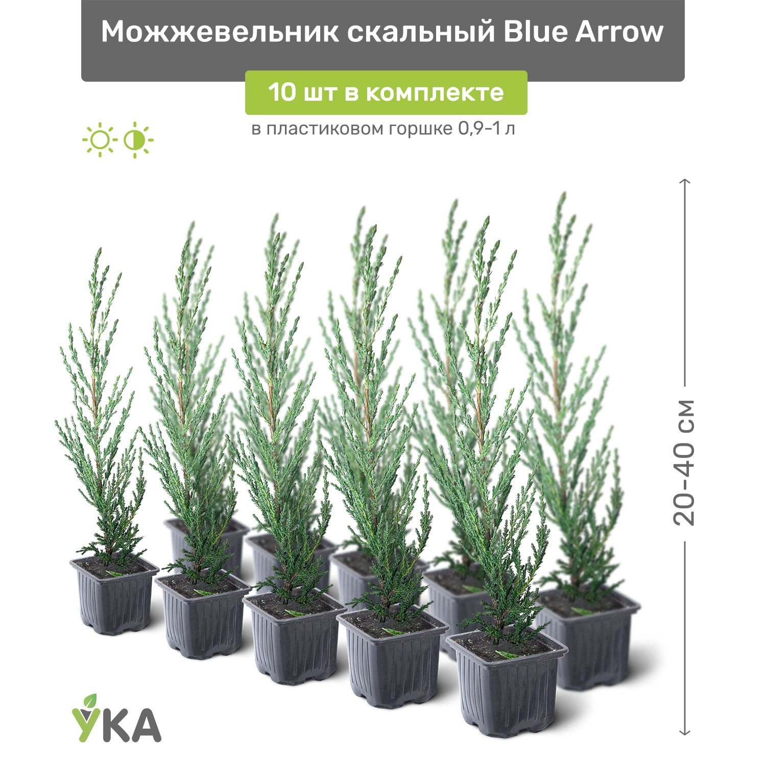 Можжевельник скальный Blue Arrow (Блю Эрроу) 20-40 см в пластиковом горшке 0,9-1 л, саженец, хвойное живое растение, комплект из 10 шт