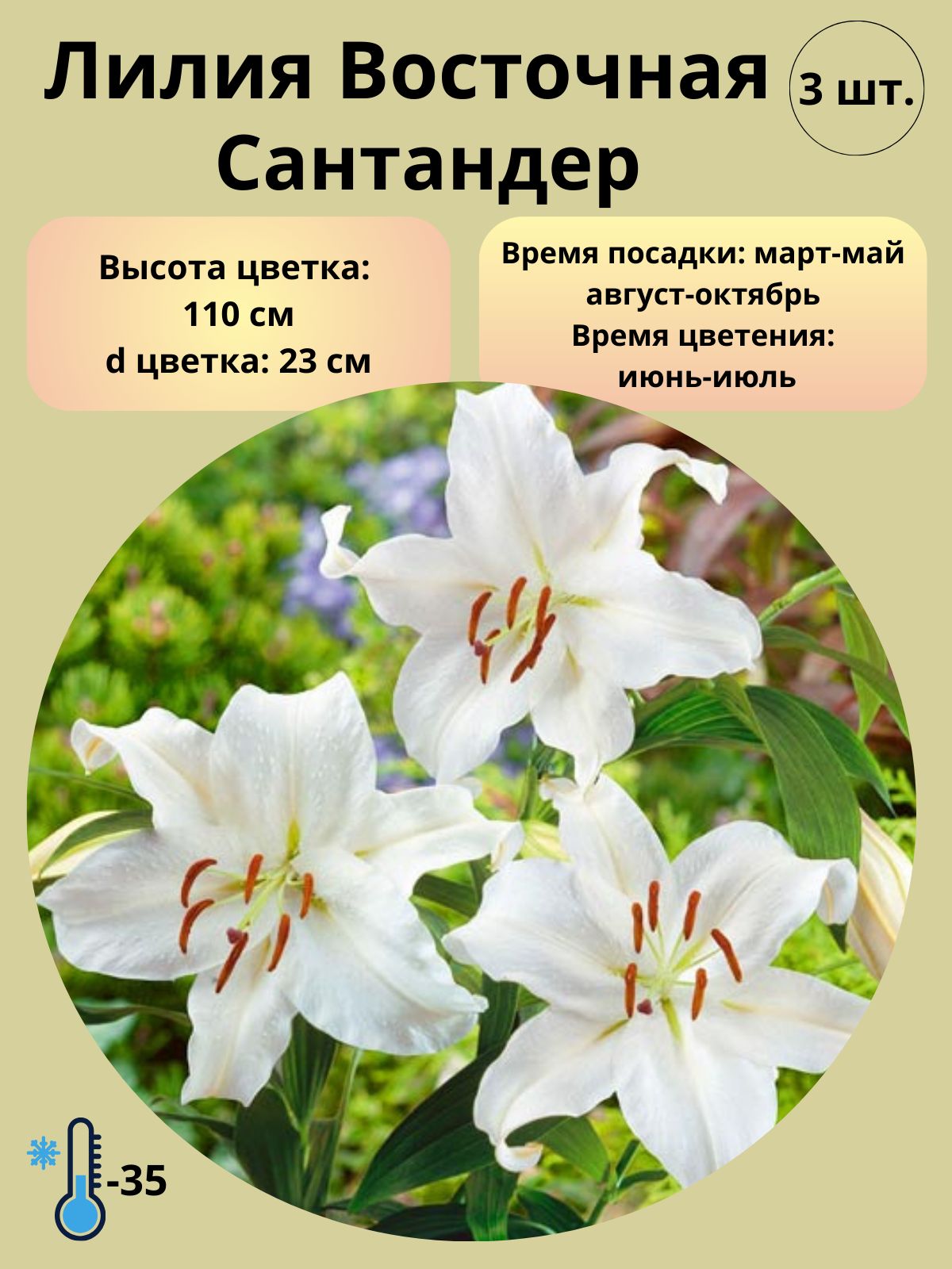 Купить Луковицы Лилий В Магазинах Москвы