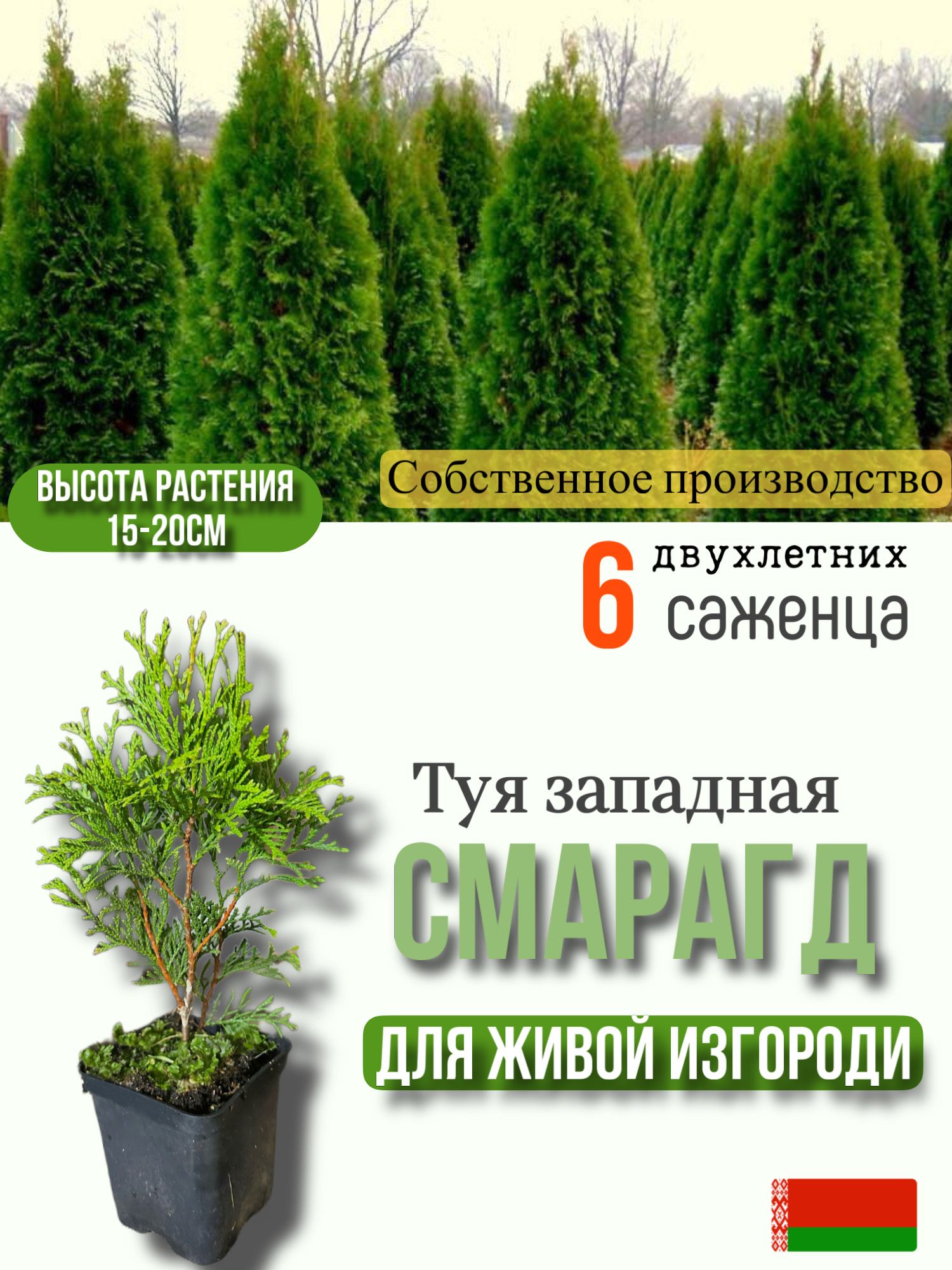 Туя Смарагд Фото Отзывы