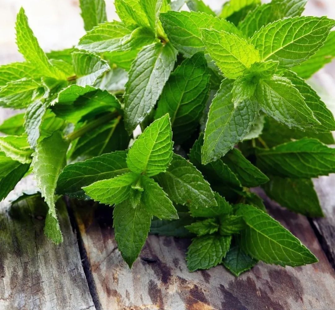 Мята и перечная мята. Мята мускус. Мята перечная "марокко" mentha piperita. Мята 'ginger mint'. Мята перечная круглолистная.