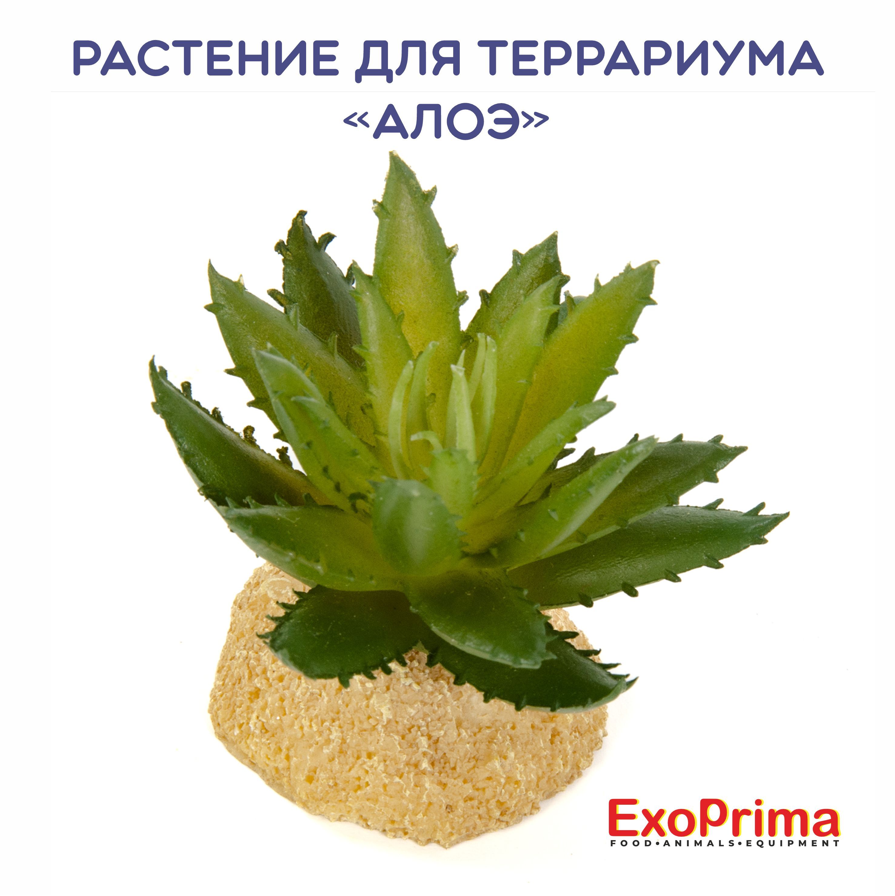 Растение для террариума EXOPRIMA "Алое", зелёное, 5х5х5см