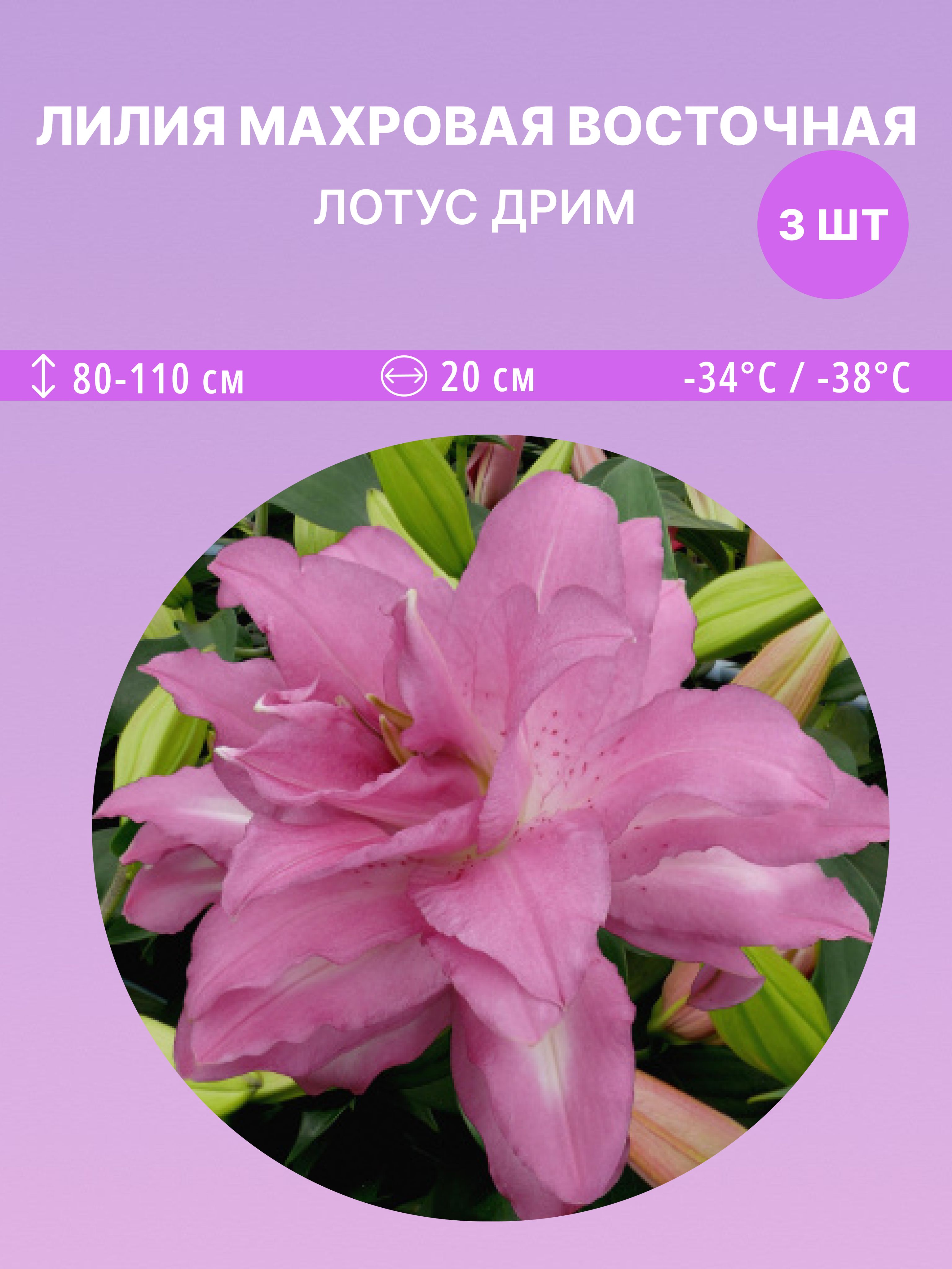 ЛилиявосточнаяЛотусДрим,многолетниецветыдлясадаидачи3луковицы