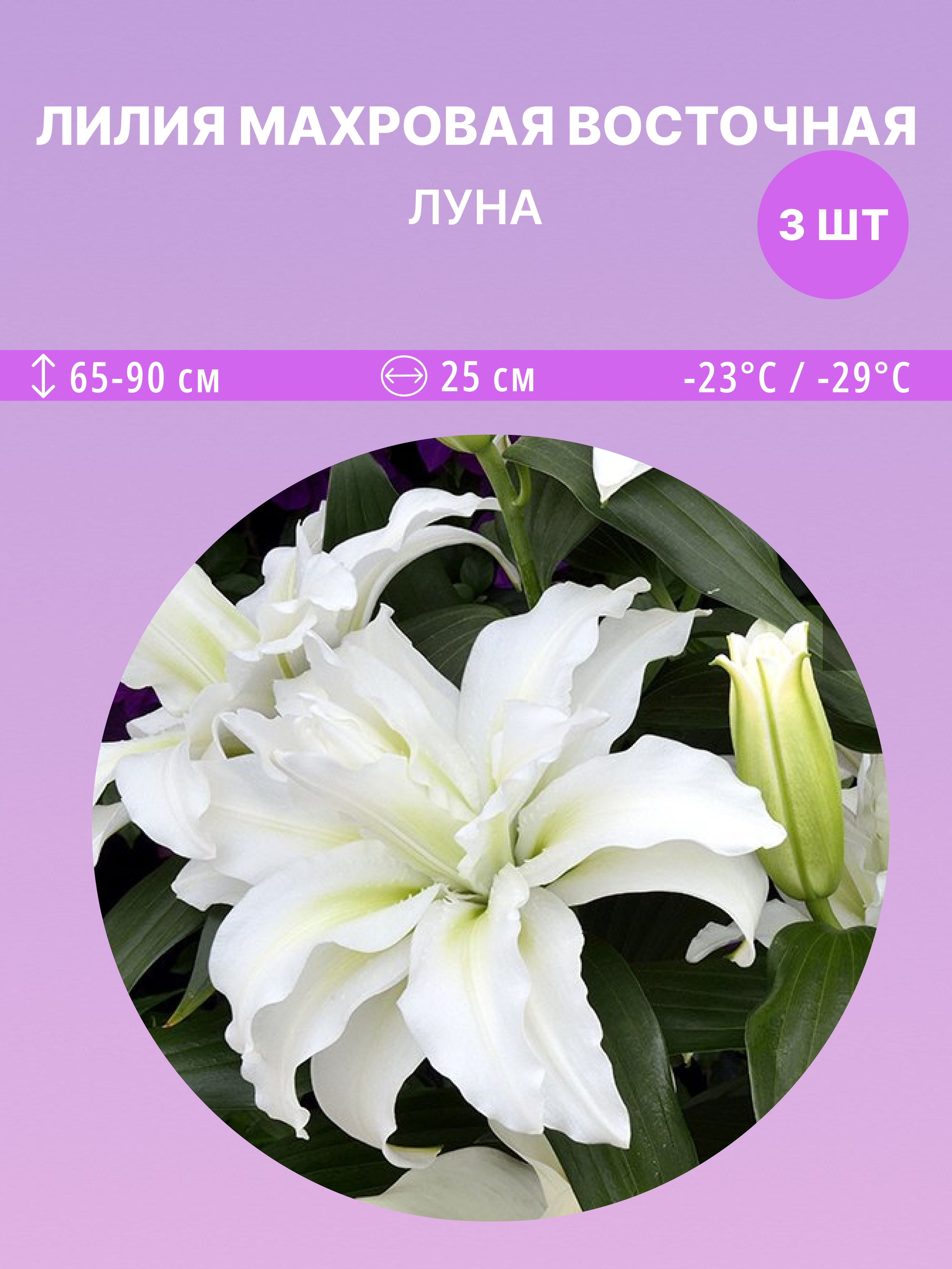 ЛилиявосточнаяЛуна,многолетниецветыдлясадаидачи3луковицы