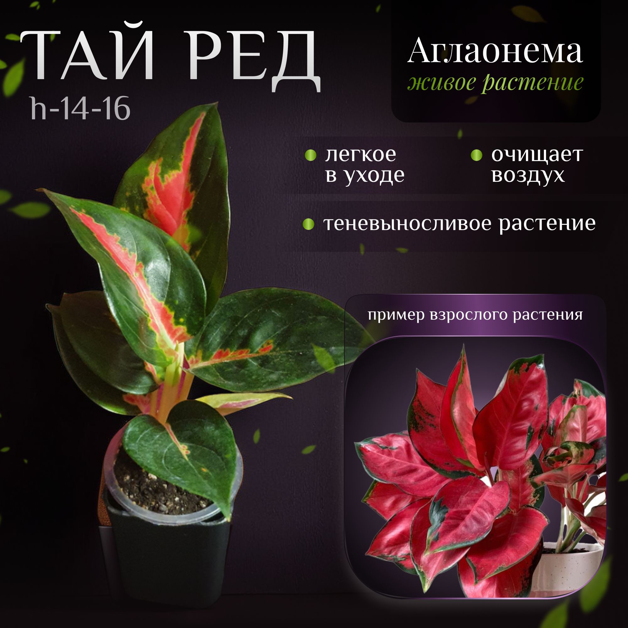 Аглаонема Тай Ред (Aglaonema Tailand Red)