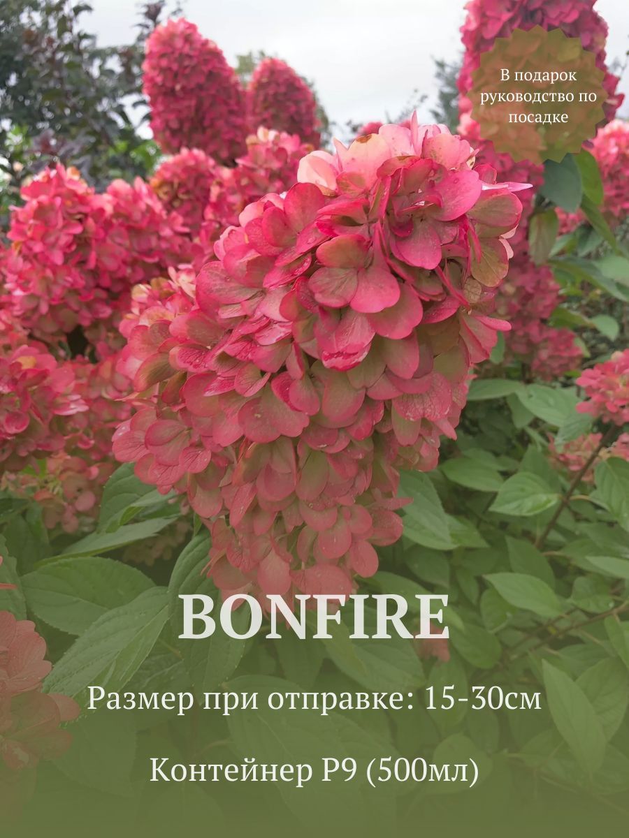 Гортензия метельчатая Бонфаер (Bonfire) в стакане p9