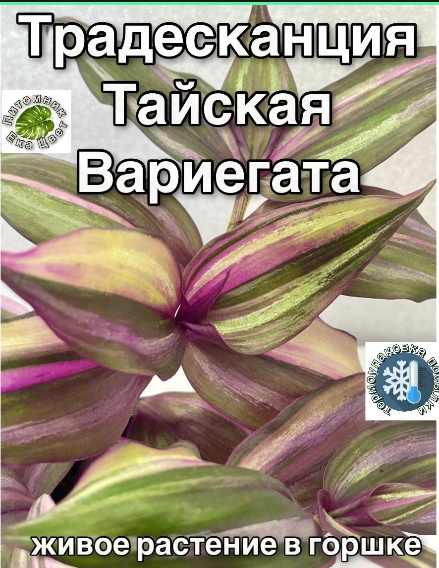 Традесканция Тайская Вариегата , живое растение в горшке