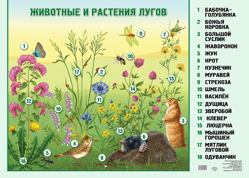 А 2 Плакат. Животные и растения лугов #1
