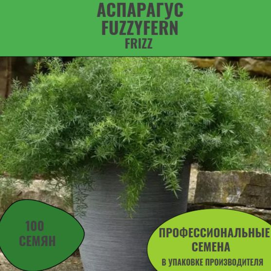 Аспарагус PanAmericanSeed Аспарагус Шпренгера - купить по выгодным ...