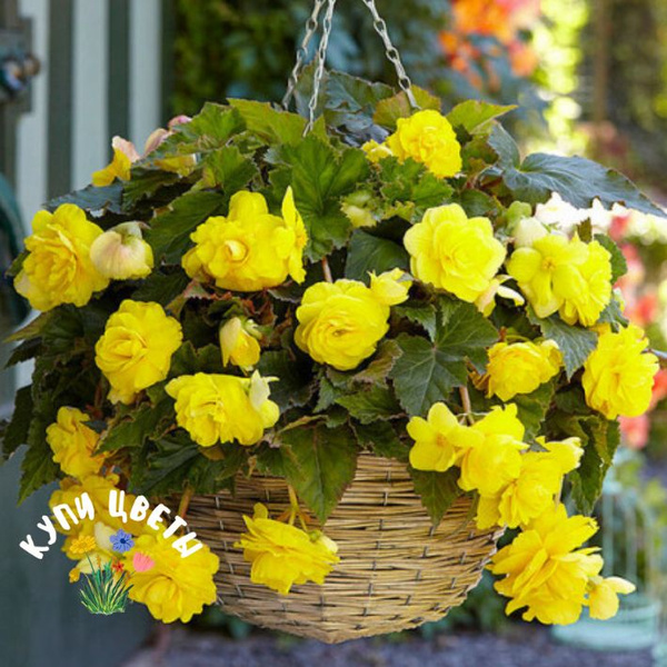 Луковицы Бегонии купить по выгодной цене в интернет-магазине OZON ...