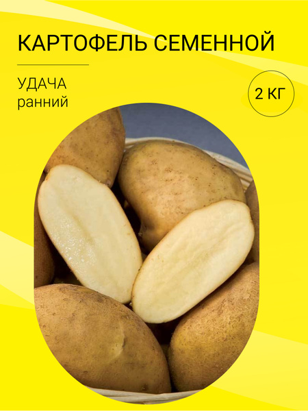 Картофель картофель на посадку 2 кг - купить по выгодным ценам в ...