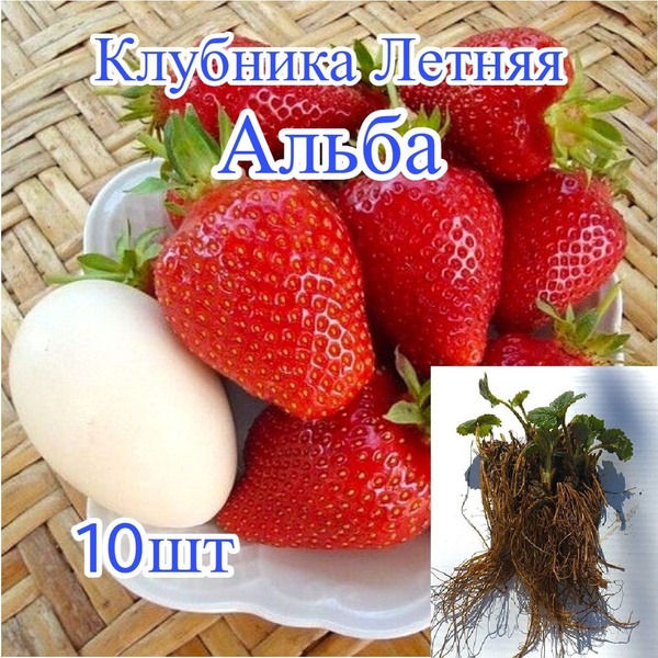 Луковицы Клубника, Земляника и клубника купить по выгодной цене в ...