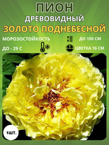 Клубни Пионы Russian Garden купить по выгодной цене в интернет-магазине ...