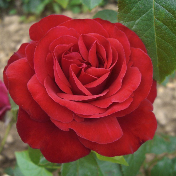 Роза Коррида Питомник роз Королева Роза - купить с доставкой по ...