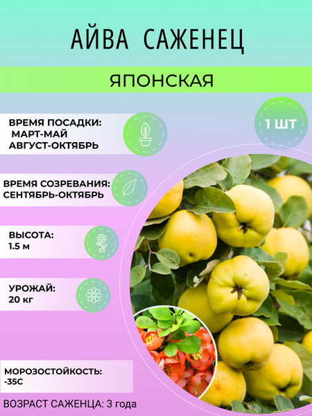 Айва айва - купить по выгодным ценам в интернет-магазине OZON (1529375139)