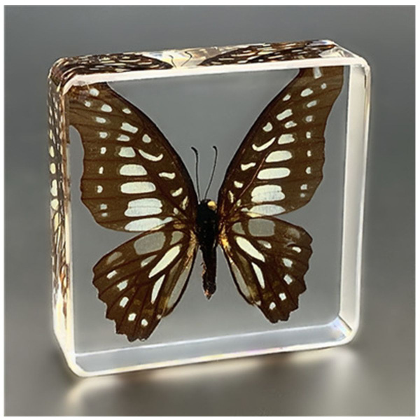 Образец бабочки, настоящий образец насекомого из смолы Подарок на день ...