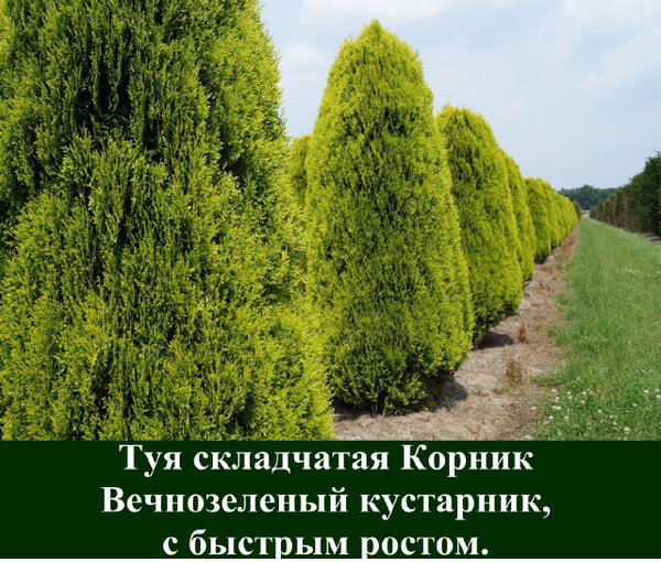 Саженец/туя складчатая Корник/3 года - купить с доставкой по выгодным ...