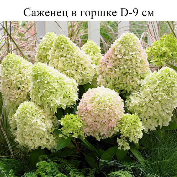 Гортензия метельчатая Литл Фреско D-9, саженец в горшке 1 шт - купить с ...