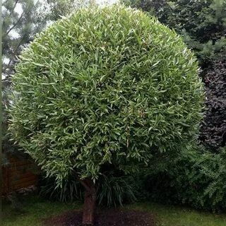 Ива Шаровидный Карлик - купить с доставкой по выгодным ценам в интернет ...