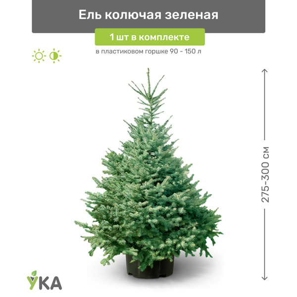 Ель колючая зелёная 275-300 см в пластиковом горшке 90-150 л, саженец ...