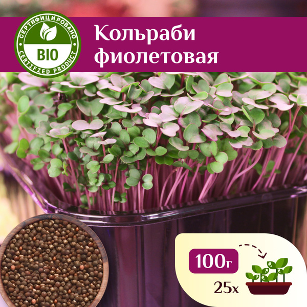 Кольраби фиолетовая семена для проращивания, Ильинские проростки 100г ...