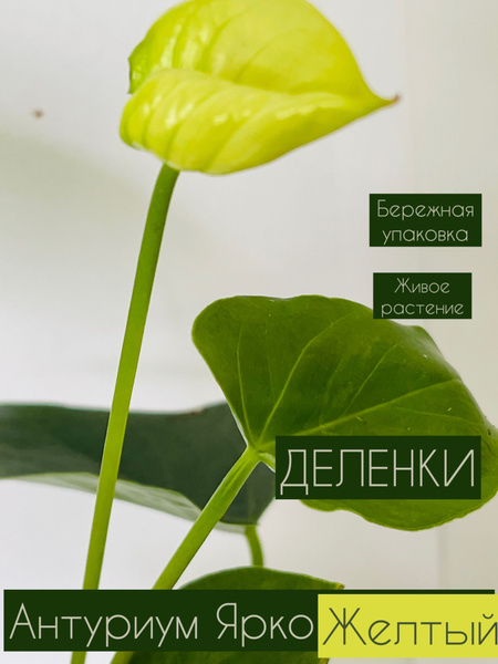 Антуриум, Адиантум Желтый, 8 дм, 1 шт - купить по выгодной цене в ...