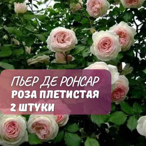 Роза плетистая Пьер де Ронсар 2шт / саженец розы - купить с доставкой ...