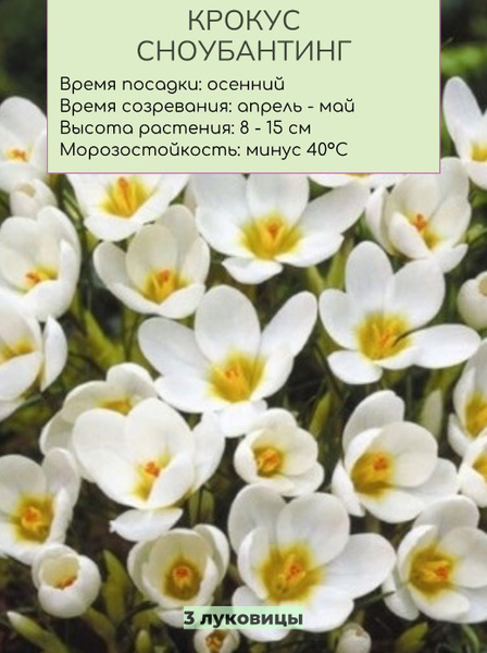 Крокус луковицы многолетних цветов купить на OZON по низкой цене ...