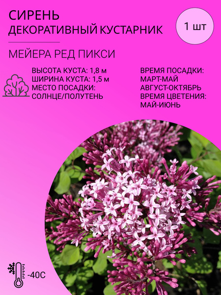 Сирень Сирень - купить по выгодным ценам в интернет-магазине OZON ...