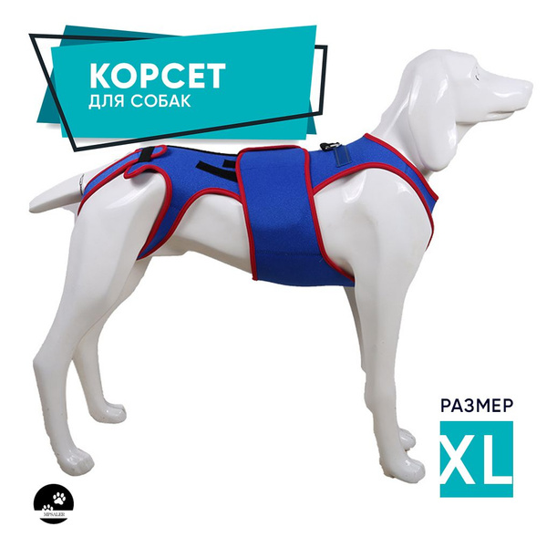 Корсет для спины собаки при болезни межпозвоночных дисков (IVDD ...