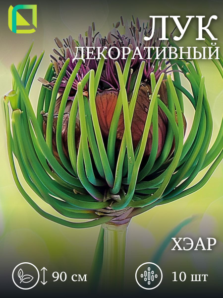 Лук декоративный Хэар 10 шт, луковицы многолетних цветов купить на OZON ...