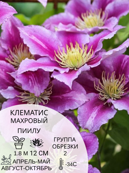 Клематис клематис - купить по выгодным ценам в интернет-магазине OZON ...