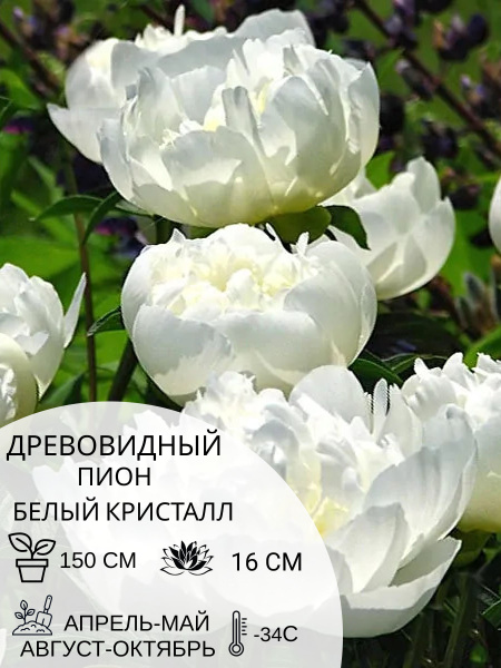 Корень пиона древовидный Белый Кристалл, саженец многолетних цветов ...