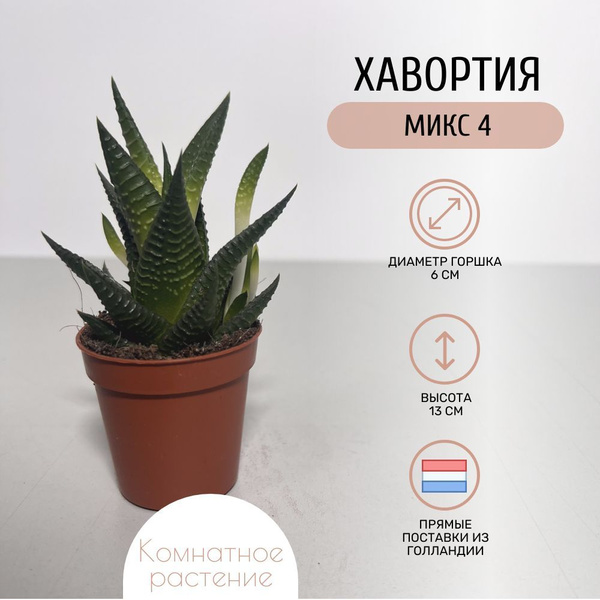 Хавортия Микс 4 купить на OZON по низкой цене (1756726744)