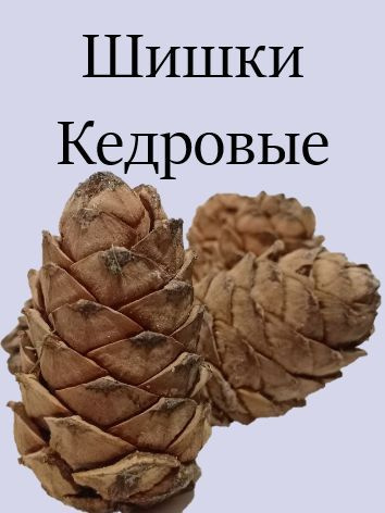 Шишки кедровые с орехами Отборные Северные купить на OZON по низкой ...