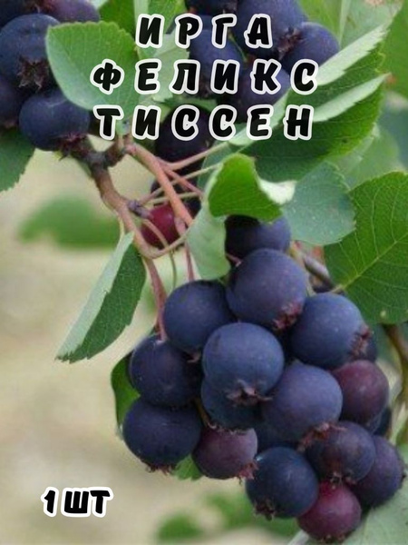 Ирга Феликс Тиссен 1 шт. саженец плодового дерева купить на OZON по ...