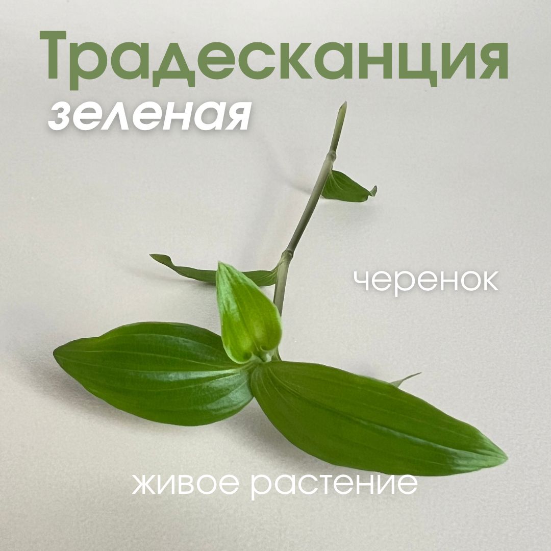 Традесканция зеленая, 3 шт