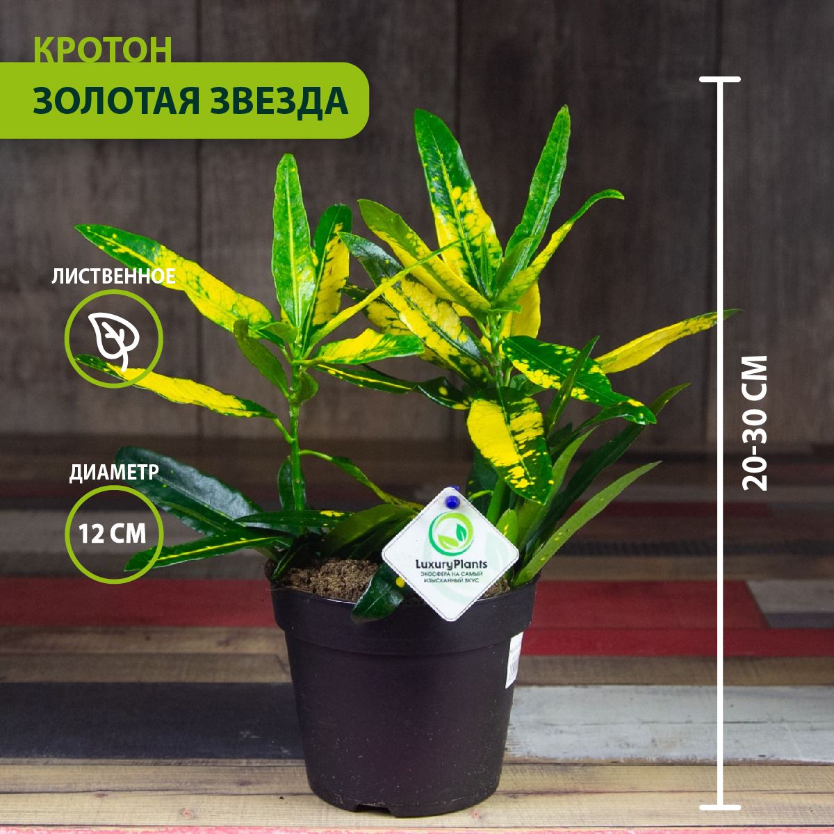 Кротон LuxuryPlants зеленый, 12 дм, 1 шт - купить по выгодной цене в  интернет-магазине OZON (611465143)