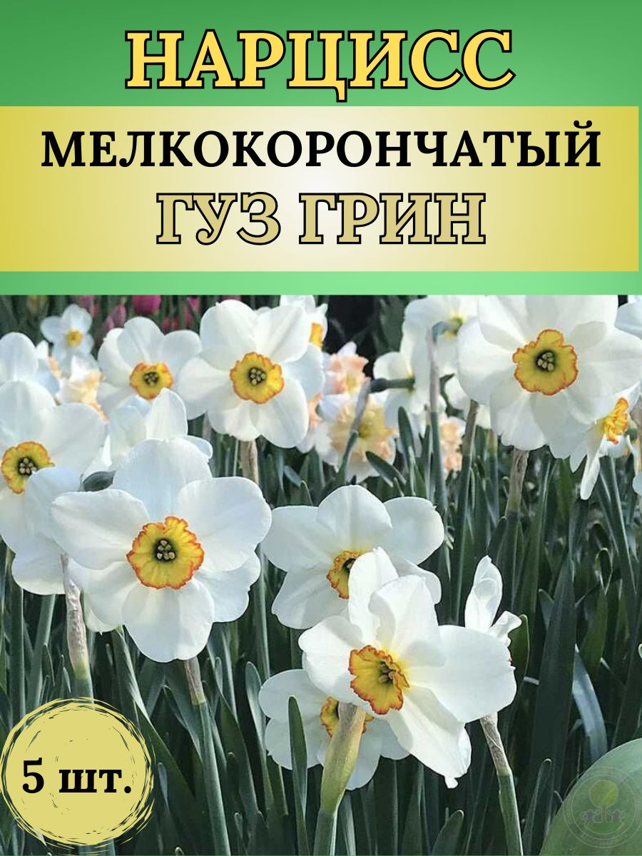 Magic Blooming Garden Луковицы,0.15кг