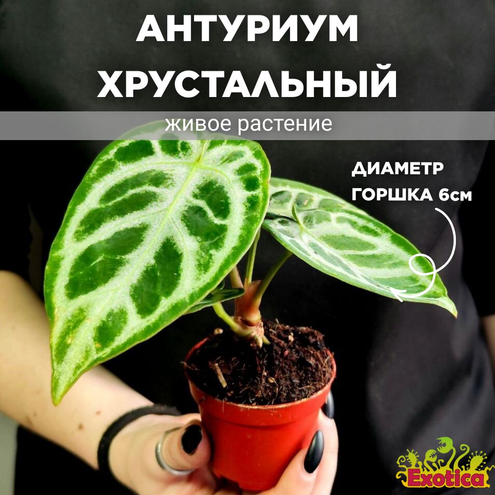 Антуриум Хрустальный (Anthurium Crystallinum) D6см