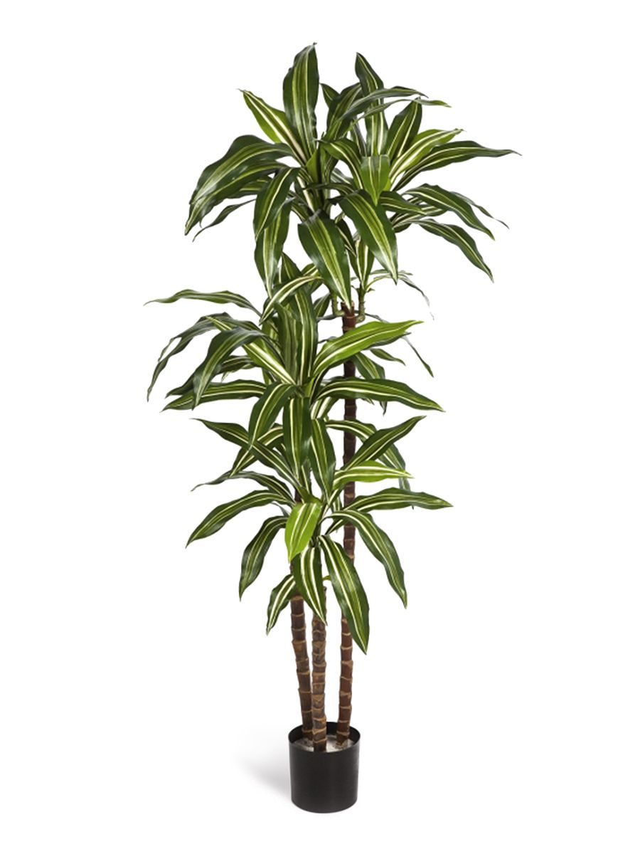 Молочай беложильчатый (обезьянья пальма). Драцена лиановидная. Замиокулькас буавена. Цветок с зеленым стволом. Молочай синадениум ствол.