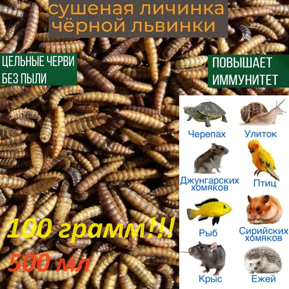 Сушеная личинка Черной львинки