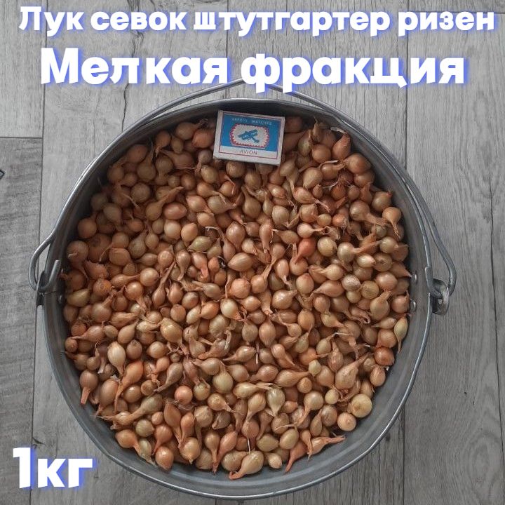 Лук, Лук севок Мелкая -...