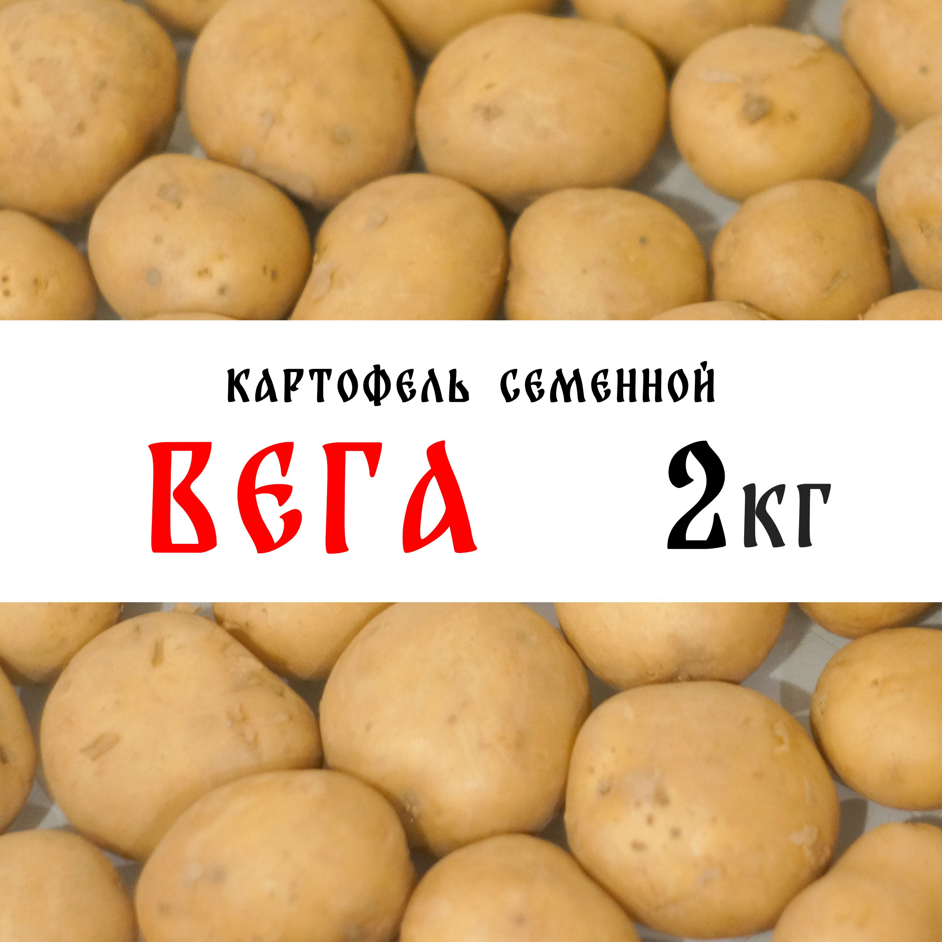 Вега Картофель Характеристика Фото