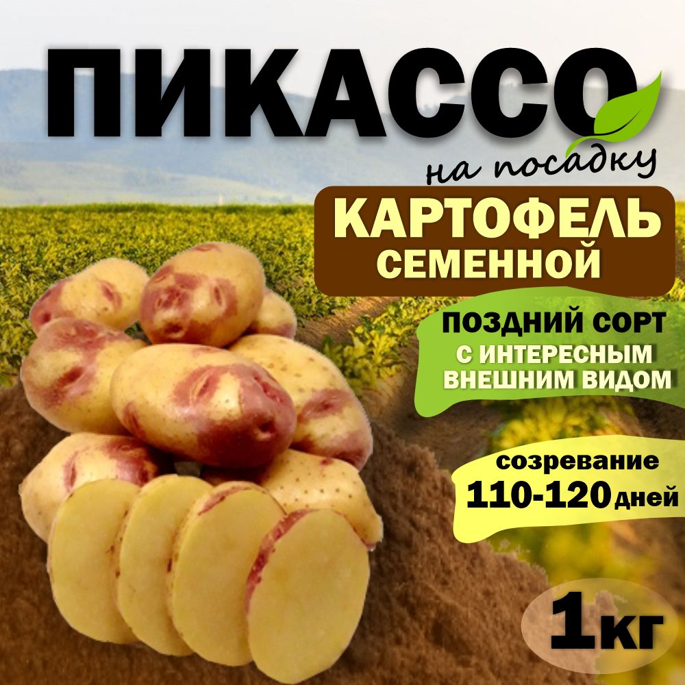 Картошка Пикассо Описание Сорта Фото Отзывы Садоводов