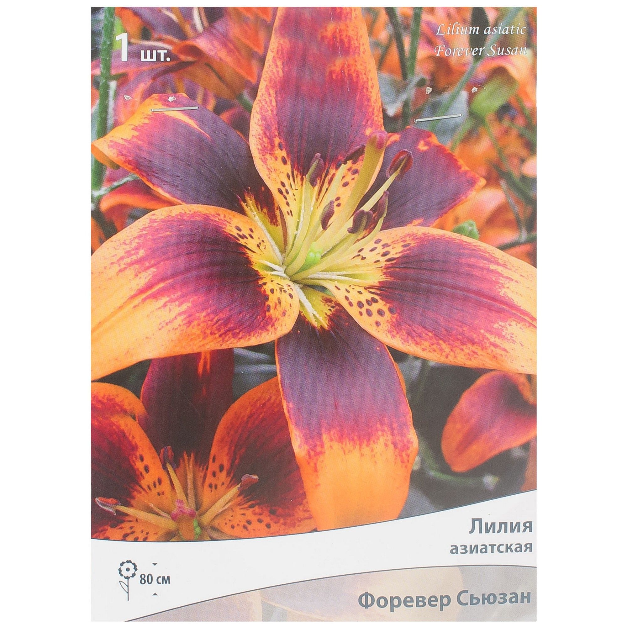 Купить Азиатские Лилии В Интернет Магазине