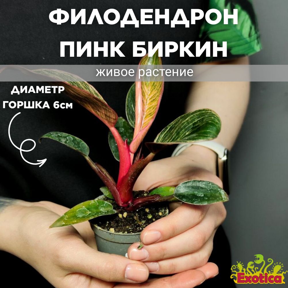 Филодендрон Пинк Биркин (Philodendron Pink Bikini) D6см