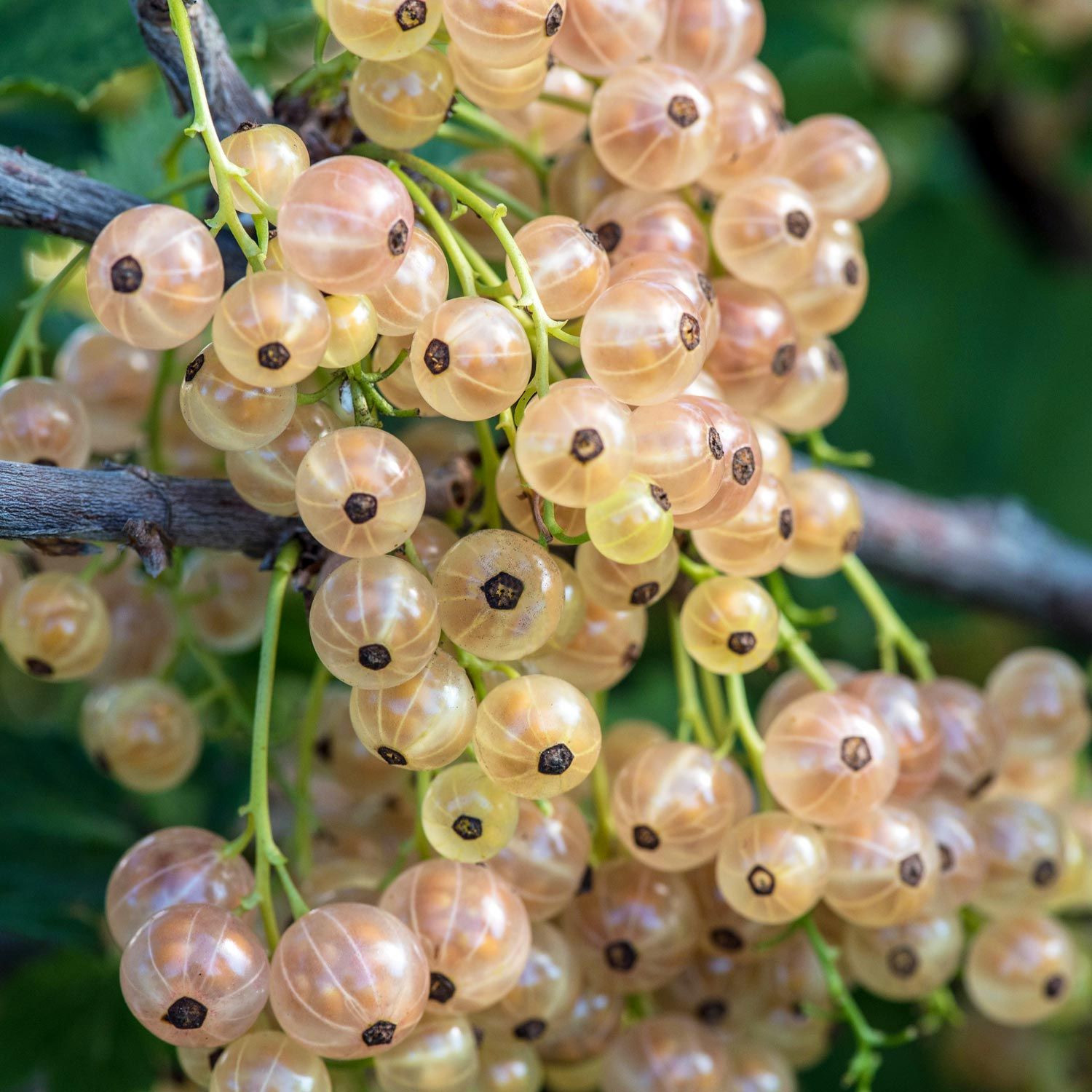 Смородина белая Версальская. Смородина белая (ribes niveum `Версальская`). Смородина белая Уральская белая. Смородина белая Ютерборгская. Сорт смородины белой отзывы