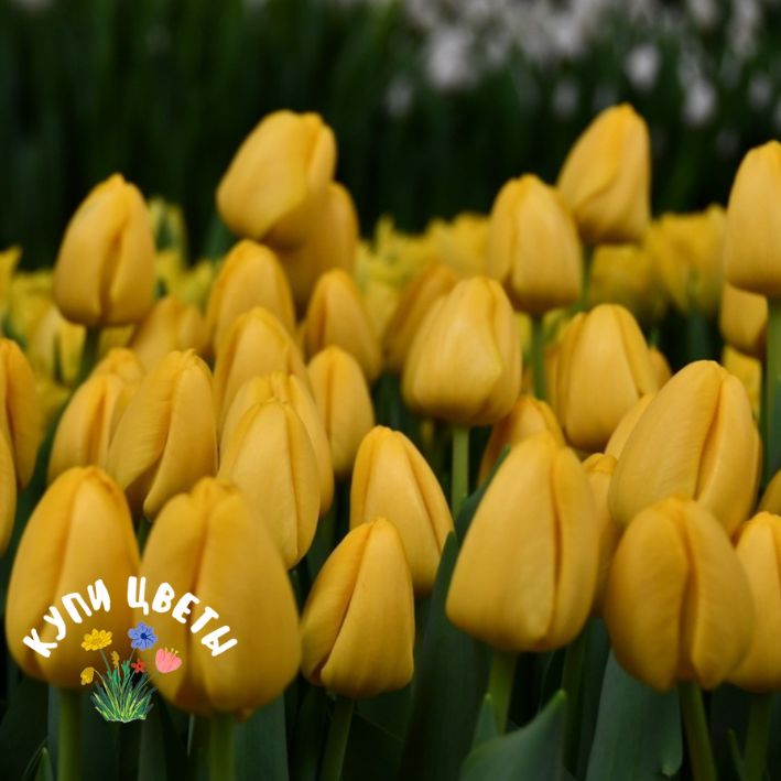 Тюльпан простой поздний мускадет. Tulipa novi sun. Тюльпан бель сонг. Novi sun. Novi sun тюльпан фото.